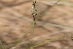 Eragrostiella bifaria